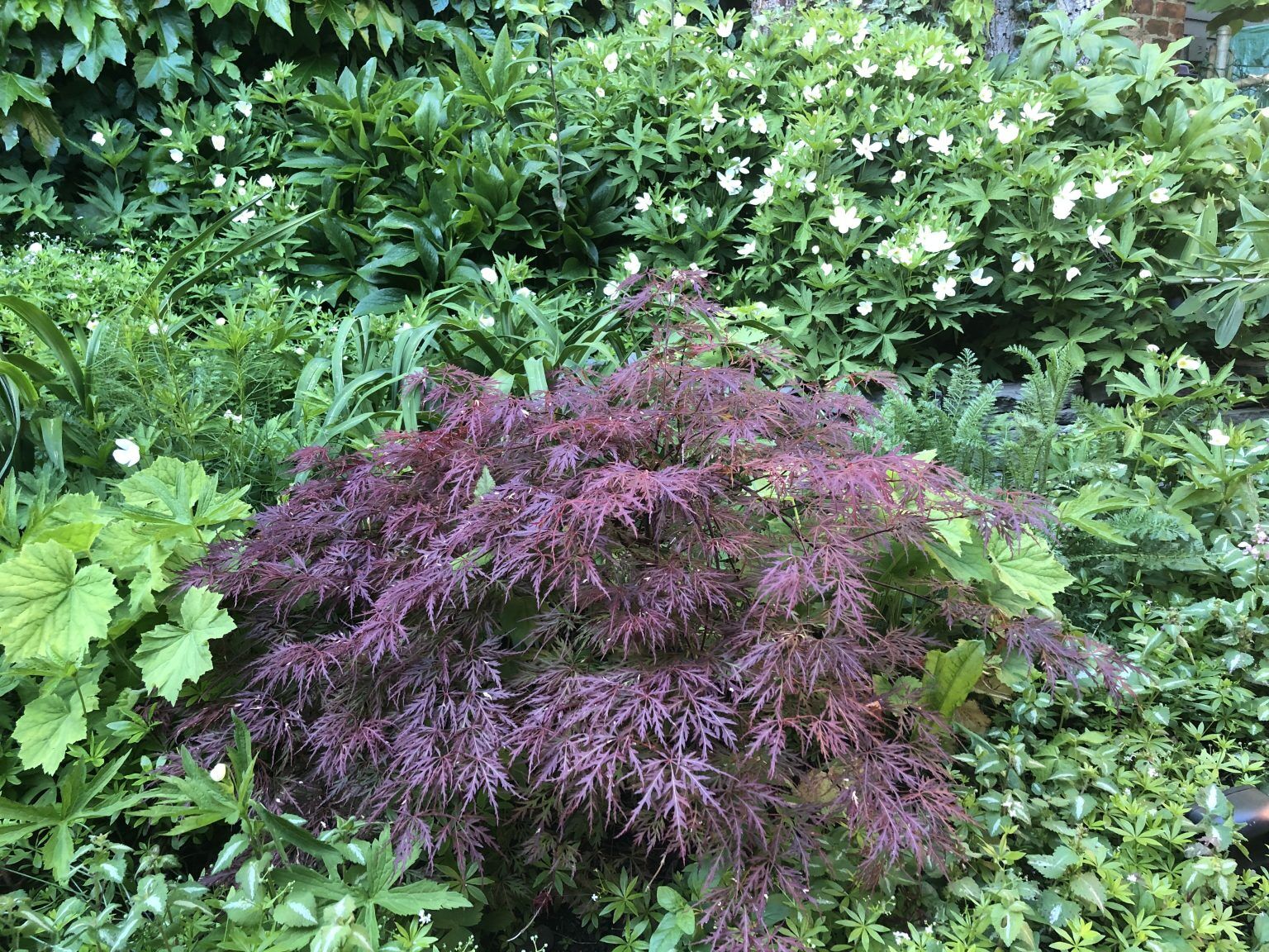 Plants
